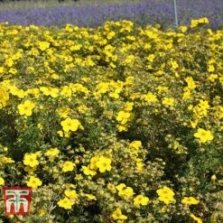 Potentilla Fruticosa 'Goldfinger' -Greenworld Zone POTE T66402 D