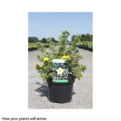 Potentilla Fruticosa 'Sommerflor' -Greenworld Zone POTE T66408 B h