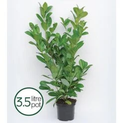 Prunus Laurocerasus 'Rotundifolia' -Greenworld Zone PRUN T57540 B h