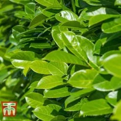 Prunus Laurocerasus 'Rotundifolia' -Greenworld Zone PRUN T57540 C