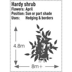 Prunus Laurocerasus 'Rotundifolia' -Greenworld Zone PRUN T57540 C h