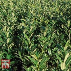 Prunus Laurocerasus 'Rotundifolia' -Greenworld Zone PRUN T57540 D