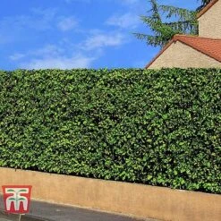 Prunus Laurocerasus 'Rotundifolia' -Greenworld Zone PRUN T57540 E