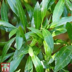 Prunus Laurocerasus 'Caucasica' -Greenworld Zone PRUN T66412T B