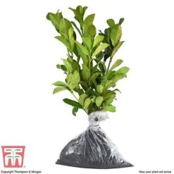 Prunus Laurocerasus 'Otto Luyken' -Greenworld Zone PRUN T66414 C