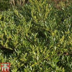 Prunus Laurocerasus 'Otto Luyken' -Greenworld Zone PRUN T66414 D