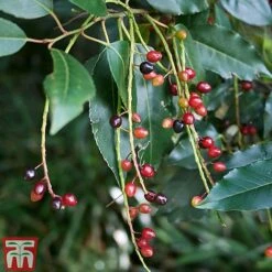 Prunus Lusitanica 7 Prunus Lusitanica -Greenworld Zone PRUN T66415T C