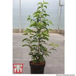 Prunus Lusitanica 8 Prunus Lusitanica -Greenworld Zone PRUN T66415T D