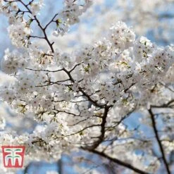 Prunus Nipponica 'Brilliant'