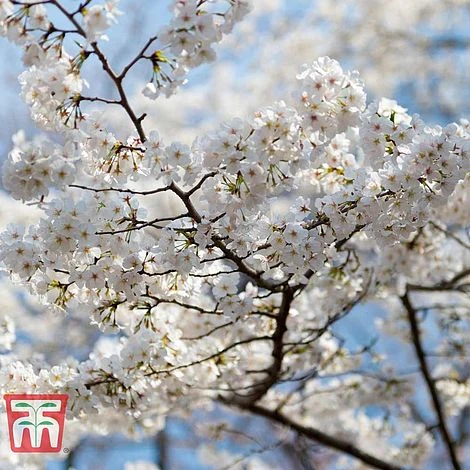 Prunus Nipponica 'Brilliant' 1 Prunus Nipponica 'Brilliant'