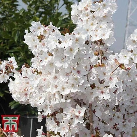 Prunus Nipponica 'Brilliant' 2 Prunus Nipponica 'Brilliant' - Image 2