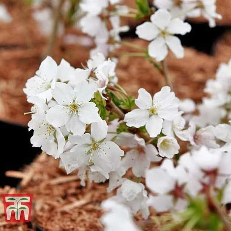 Prunus Nipponica 'Brilliant' 3 Prunus Nipponica 'Brilliant' - Image 3