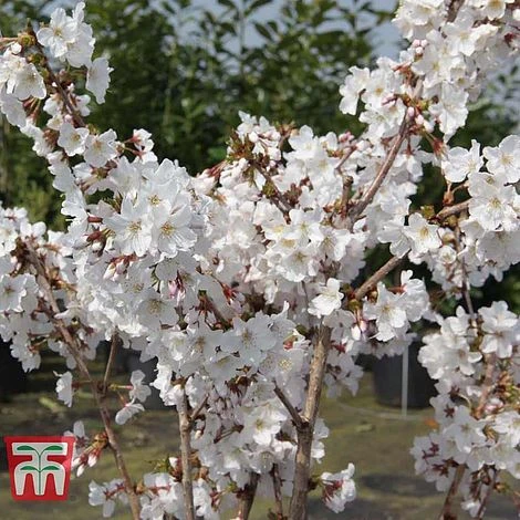 Prunus Nipponica 'Brilliant' 4 Prunus Nipponica 'Brilliant' - Image 4