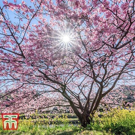 Prunus 'Accolade' 2 Prunus 'Accolade' - Image 2