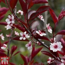 Prunus X Cistena -Greenworld Zone PRUN TKA3390 B