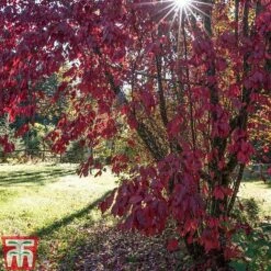 Prunus X Cistena -Greenworld Zone PRUN TKA3390 E