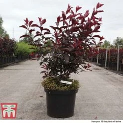 Prunus X Cistena -Greenworld Zone PRUN TKA3390 F