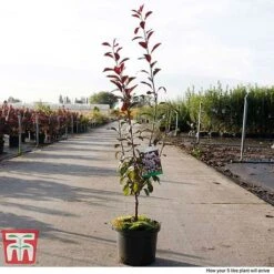 Prunus X Cistena -Greenworld Zone PRUN TKA3390 G
