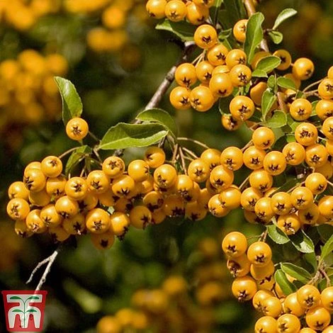 Pyracantha 'Soleil D'Or' 2 Pyracantha 'Soleil D'Or' - Image 2