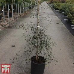 Pyrus Salicifolia 'Pendula' 5 Pyrus Salicifolia 'Pendula' -Greenworld Zone PYRU TKA3414 A