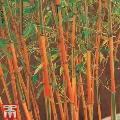Umbrella Bamboo 'Red Fountain' -Greenworld Zone RED BAMBOO