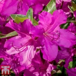 Rhododendron 'Blue Danube' 8 Rhododendron 'Blue Danube' -Greenworld Zone RHOD T66423 B
