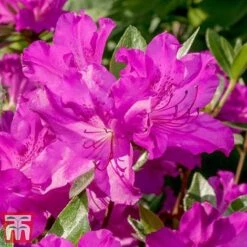 Rhododendron 'Blue Danube' 9 Rhododendron 'Blue Danube' -Greenworld Zone RHOD T66423 D