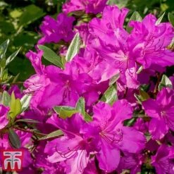 Rhododendron 'Blue Danube' 10 Rhododendron 'Blue Danube' -Greenworld Zone RHOD T66423 E