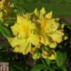 Rhododendron 'Golden Sunset' (Azalea Group)
