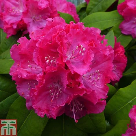 Rhododendron 'Germania' 4 Rhododendron 'Germania' - Image 4