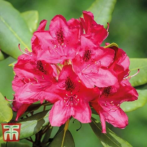 Rhododendron 'Nova Zembla' 1 Rhododendron 'Nova Zembla'