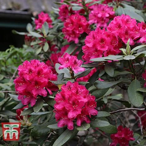 Rhododendron 'Nova Zembla' 2 Rhododendron 'Nova Zembla' - Image 2