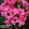 Rhododendron Dwarf Light Pink