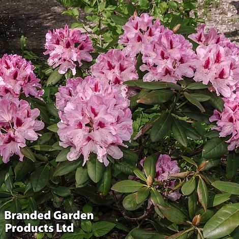 Rhododendron 'Cosmopolitan' 1 Rhododendron 'Cosmopolitan'