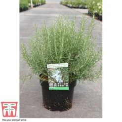 Rosemary 'Miss Jessop's Upright' 5 Rosemary 'Miss Jessop's Upright' -Greenworld Zone ROS TKA0951 C