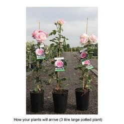 Rose 'Eden Rose 88' 7 Rose 'Eden Rose 88' -Greenworld Zone ROSA T68469 B h