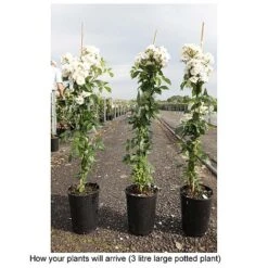 Rose 'Guirlande D'Amour' 5 Rose 'Guirlande D'Amour' -Greenworld Zone ROSA T68479 B h