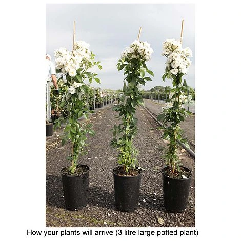 Rose 'Guirlande D'Amour' 3 Rose 'Guirlande D'Amour' - Image 3