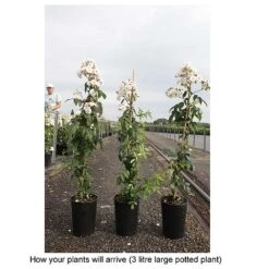 Rose 'Guirlande Rose' 5 Rose 'Guirlande Rose' -Greenworld Zone ROSA T68481 B h