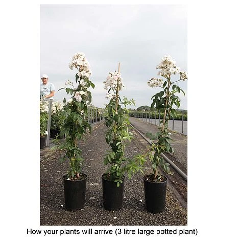 Rose 'Guirlande Rose' 3 Rose 'Guirlande Rose' - Image 3