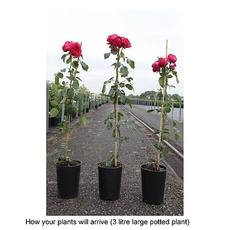 Rose 'Red Eden Rose' 2 Rose 'Red Eden Rose' - Image 2