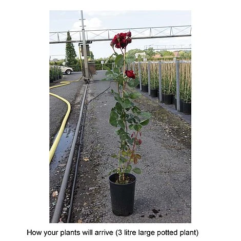 Rose 'Thats Jazz' 2 Rose 'Thats Jazz' - Image 2