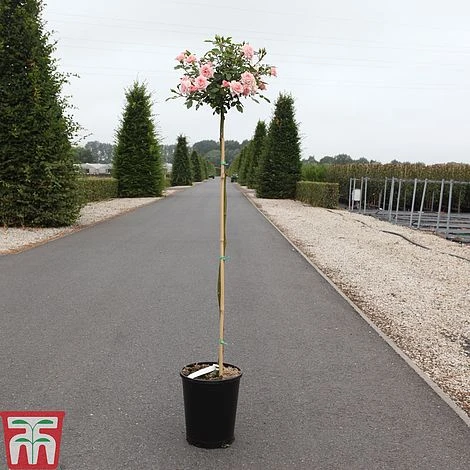 Rose 'Cicero' (Patio Rose) 1 Rose 'Cicero' (Patio Rose)