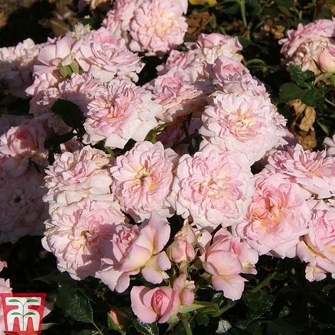 Rose 'Cicero' (Patio Rose) 2 Rose 'Cicero' (Patio Rose) - Image 2