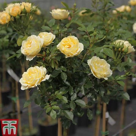 Rose 'Happy Go Lucky' (Floribunda Rose) 2 Rose 'Happy Go Lucky' (Floribunda Rose) - Image 2