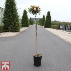 Rose 'Sweetie' (Patio Rose Standard) -Greenworld Zone ROSA TKA3490 B
