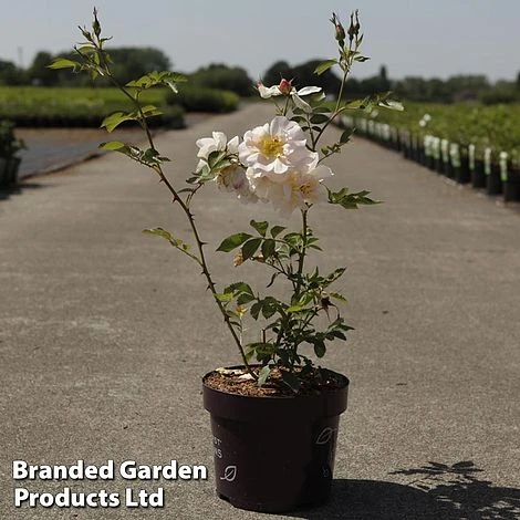 Rose 'Above And Beyond' (Climbing Rose) 1 Rose 'Above And Beyond' (Climbing Rose)