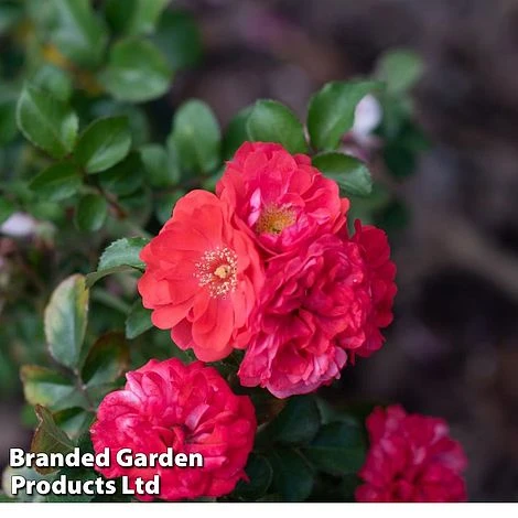 Rose 'Beethoven' (Hybrid Tea Rose) 1 Rose 'Beethoven' (Hybrid Tea Rose)