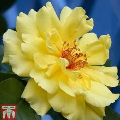 Rose 'Climbing Collection' -Greenworld Zone ROSE T11940P B