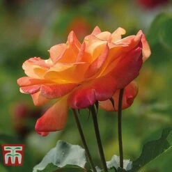 Rose 'Climbing Collection' -Greenworld Zone ROSE T11940P D